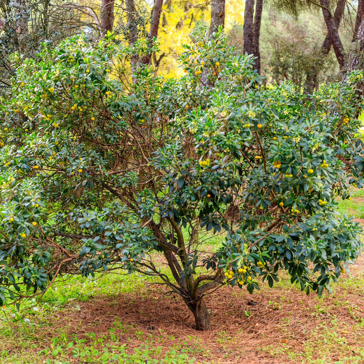 Arbutus unedo - Aardbeienboom - Wintergroene heesters