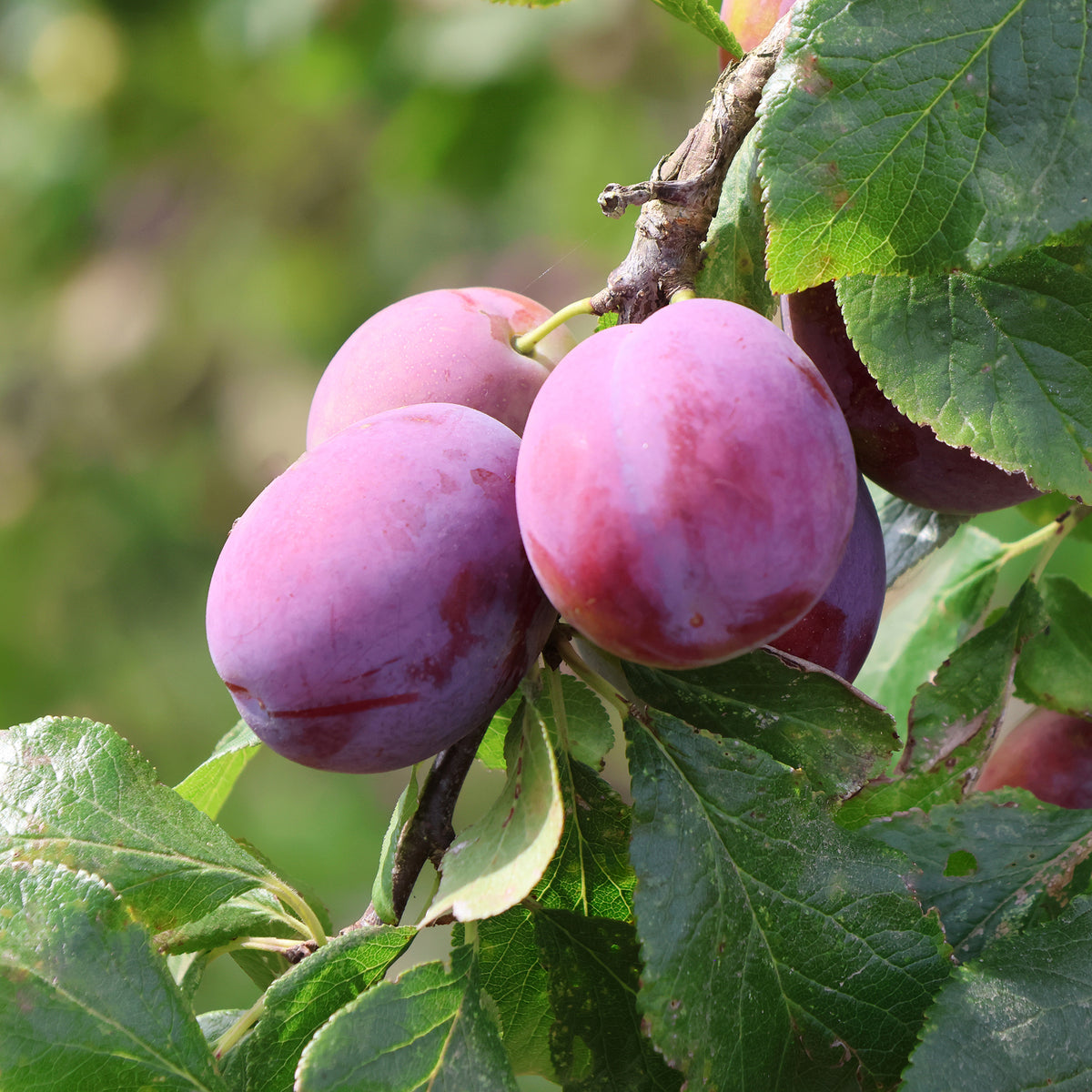 Pruimenboom Victoria - Prunus domestica victoria - Willemse