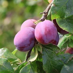 Pruimenboom Victoria - Prunus domestica victoria - Willemse