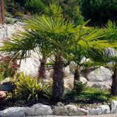 De dwerg-Chusan-henneppalm - Trachycarpus wagnerianus - Willemse