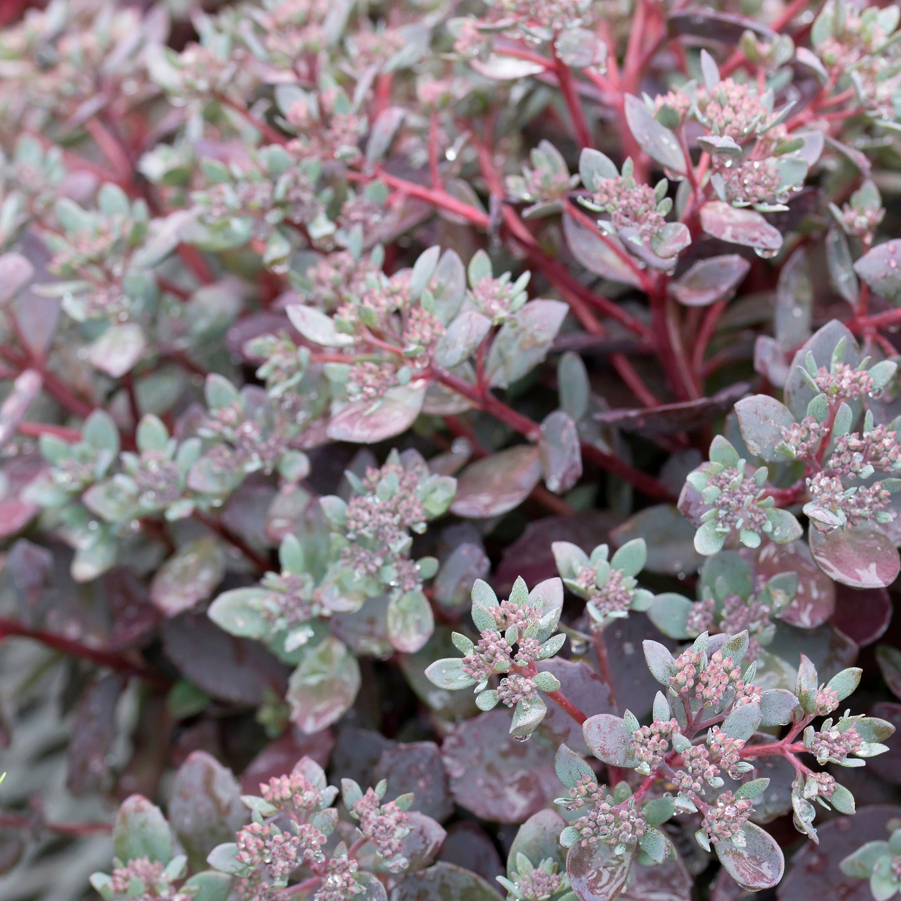 Muurpeper Dazzleberry - Sedum Dazzleberry - Willemse