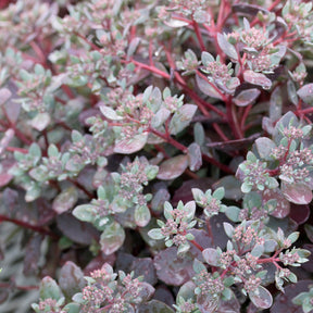 Muurpeper Dazzleberry - Sedum Dazzleberry - Willemse