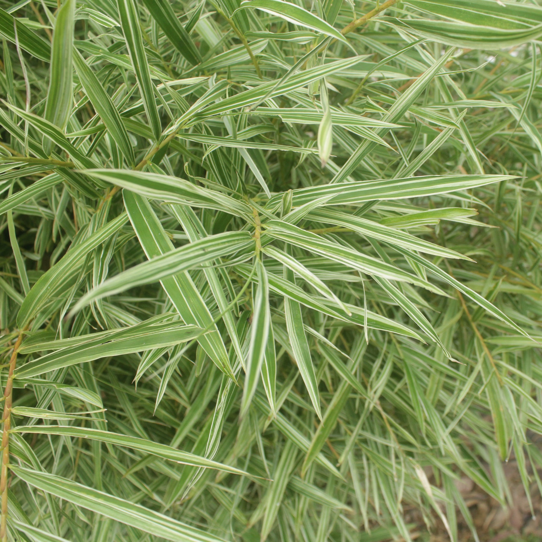 Pleioblastus fortunei variegata - Dwergbamboe (Pleioblastus fortuneii) - Bamboes - Bambuseae
