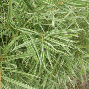 Pleioblastus fortunei variegata - Dwergbamboe (Pleioblastus fortuneii) - Bamboes - Bambuseae