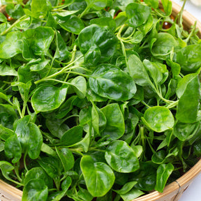 Waterkers Gewone - Nasturtium officinale - Willemse