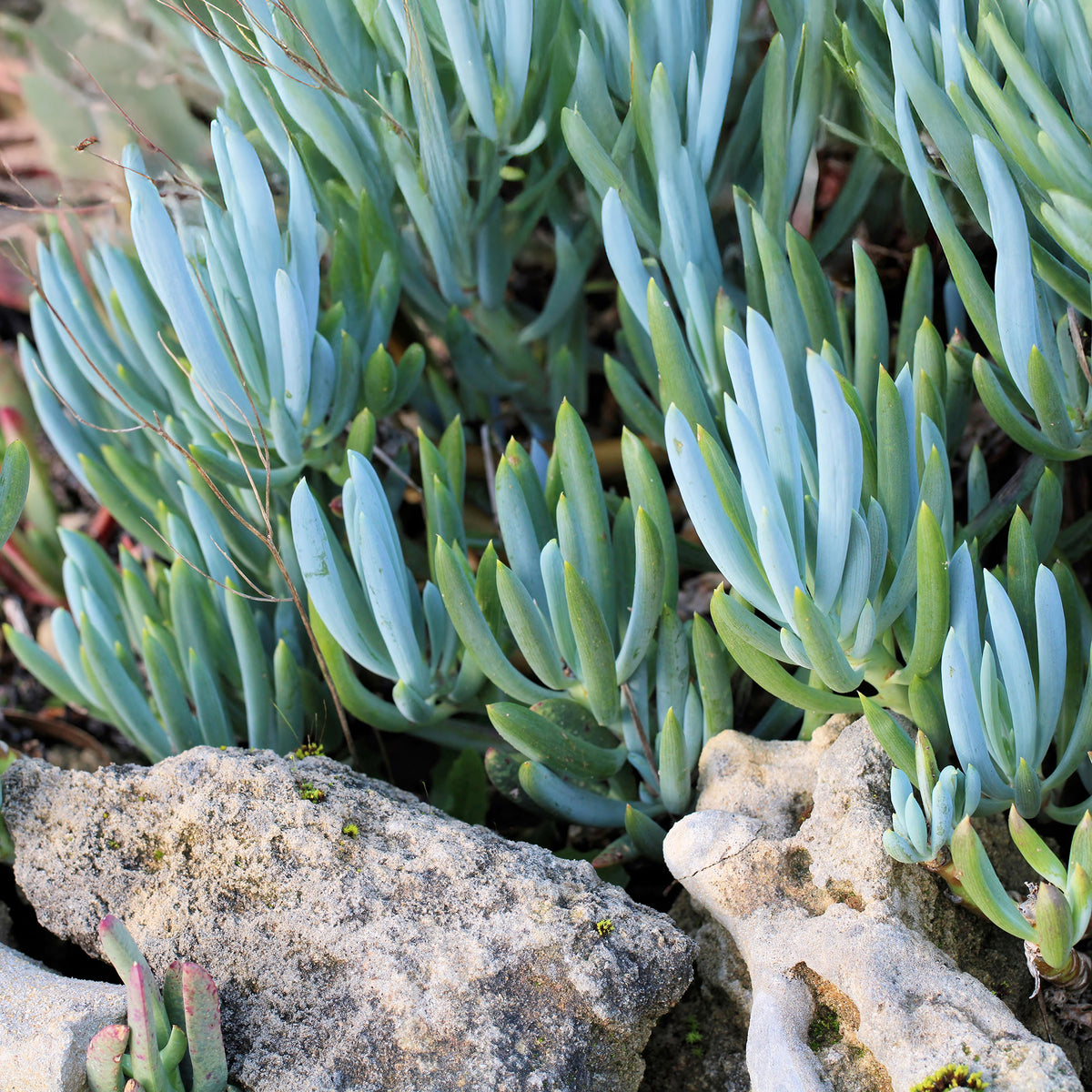 Senecio mandraliscae