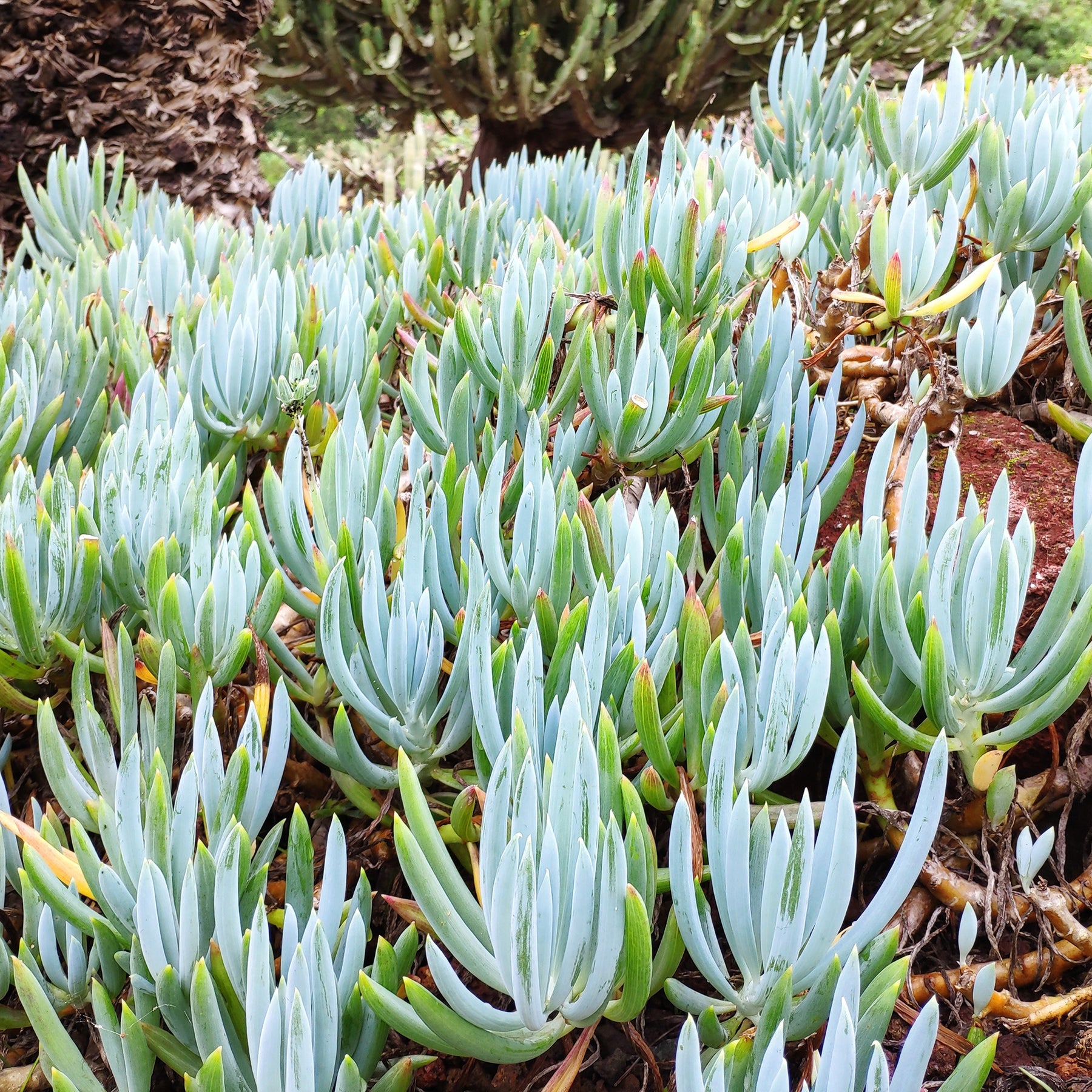 Senecio mandraliscae - Senecio mandraliscae - Willemse