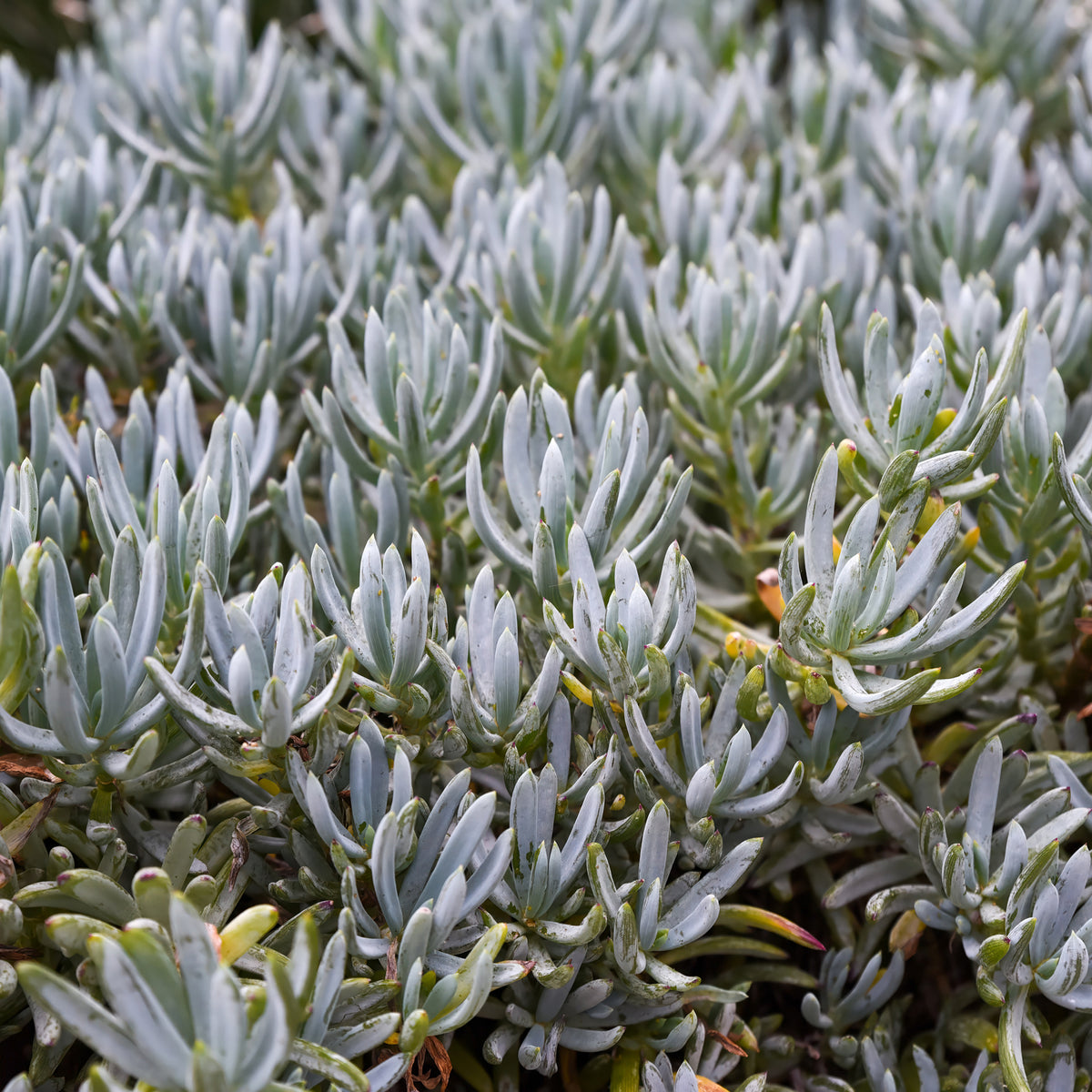 Senecio mandraliscae