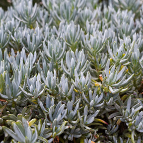 Senecio mandraliscae