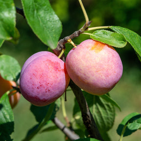 Pruimenboom Victoria - Willemse