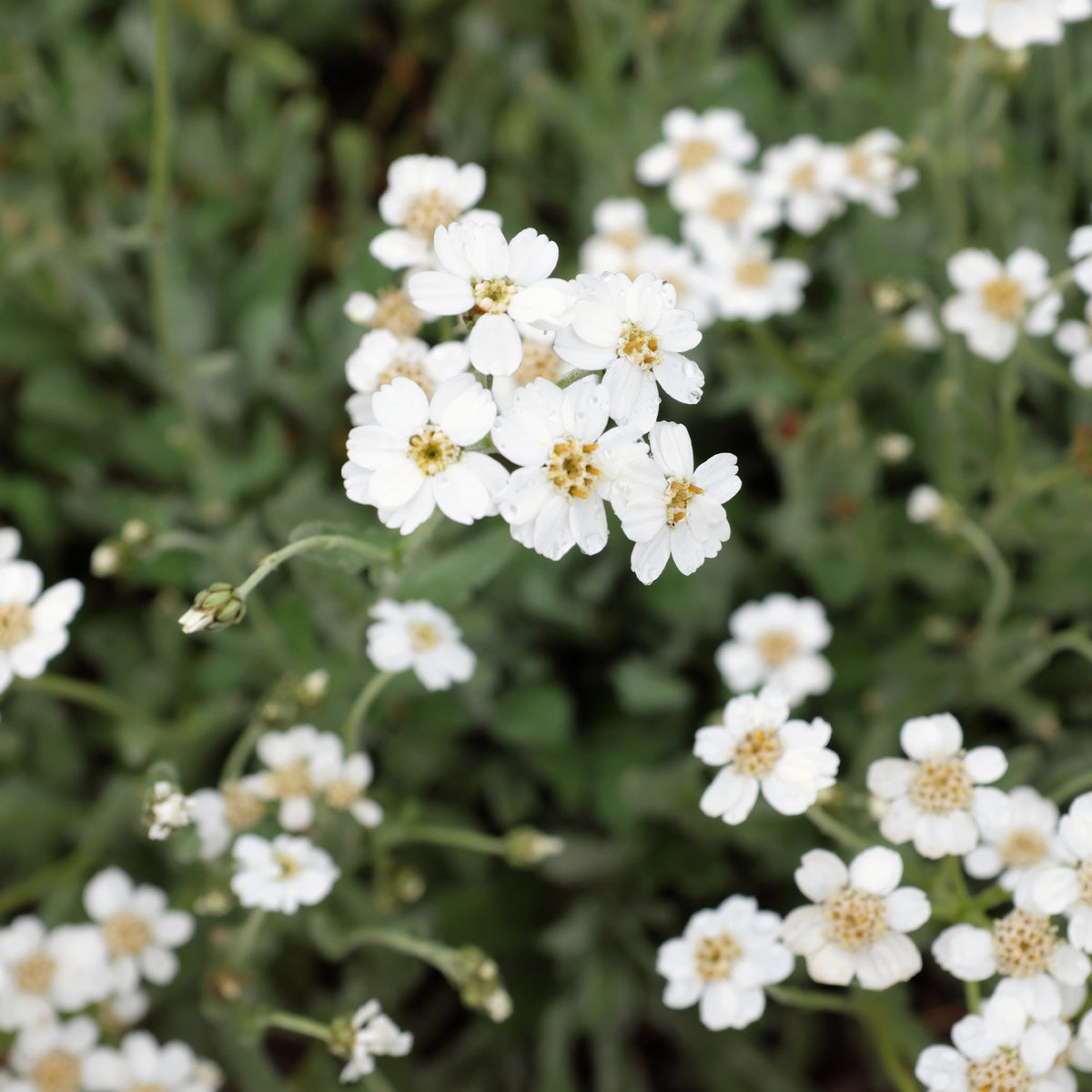 Duizendblad - Willemse