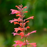 Dropplant Kudos Coral - Agastache Kudos Coral - Willemse