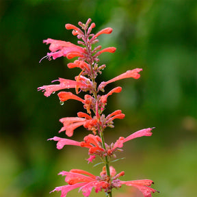Dropplant Kudos Coral - Agastache Kudos Coral - Willemse