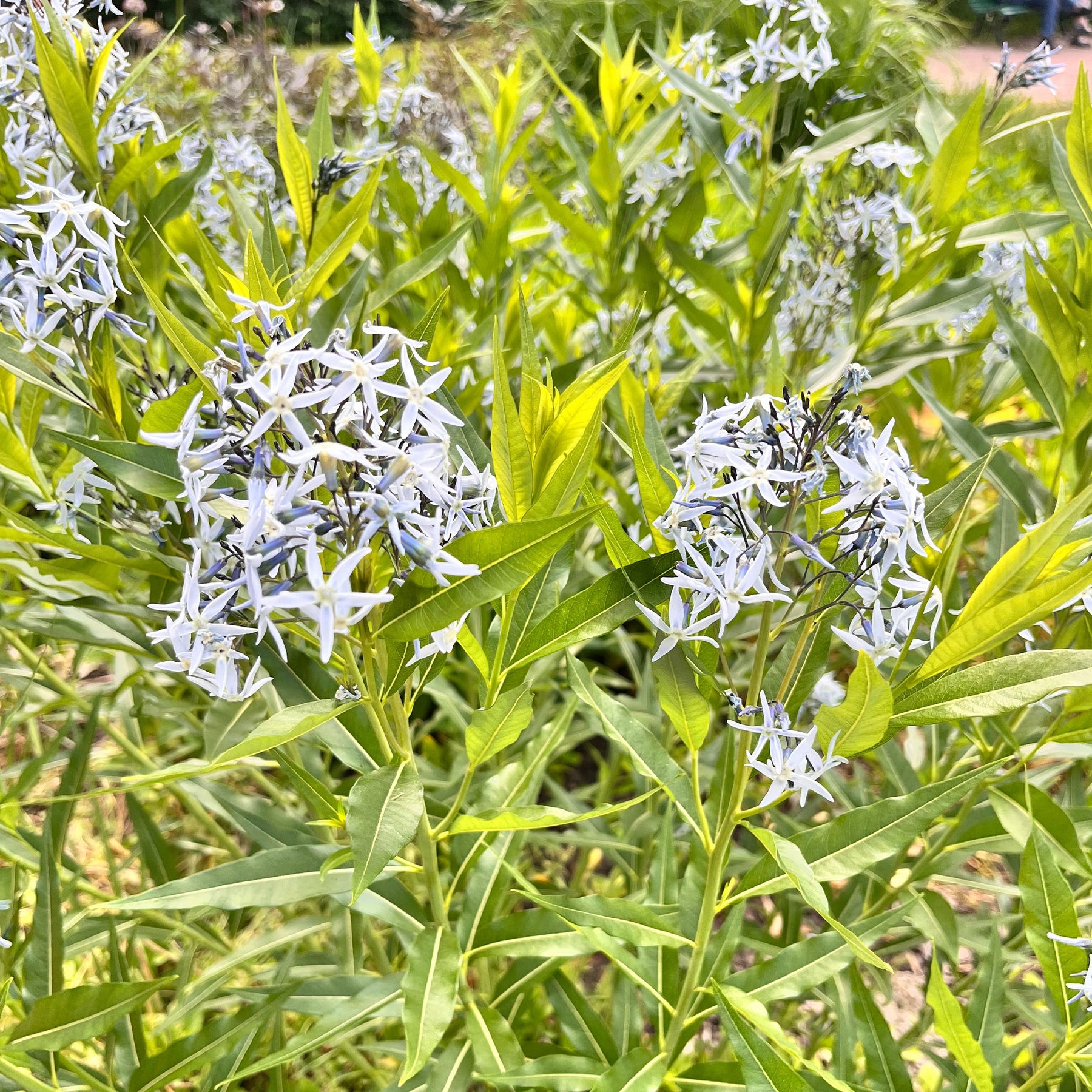 Blauwe ster - Willemse