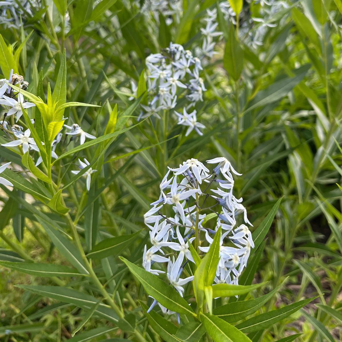 Blauwe ster - Amsonia tabernaemontana var. salicifolia - Willemse