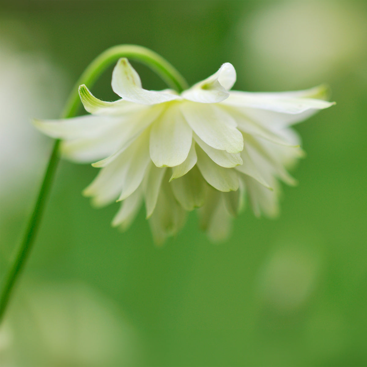 Akelei Green Apples - Willemse