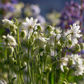 Akelei Green Apples - Aquilegia vulgaris stellata Green Apples - Willemse