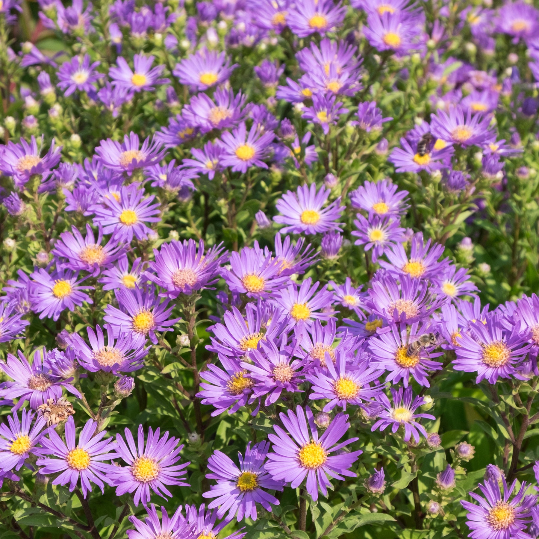 Aster amellus veilchenkönigin - Zomeraster 'Veilchenkönigin' - Aster