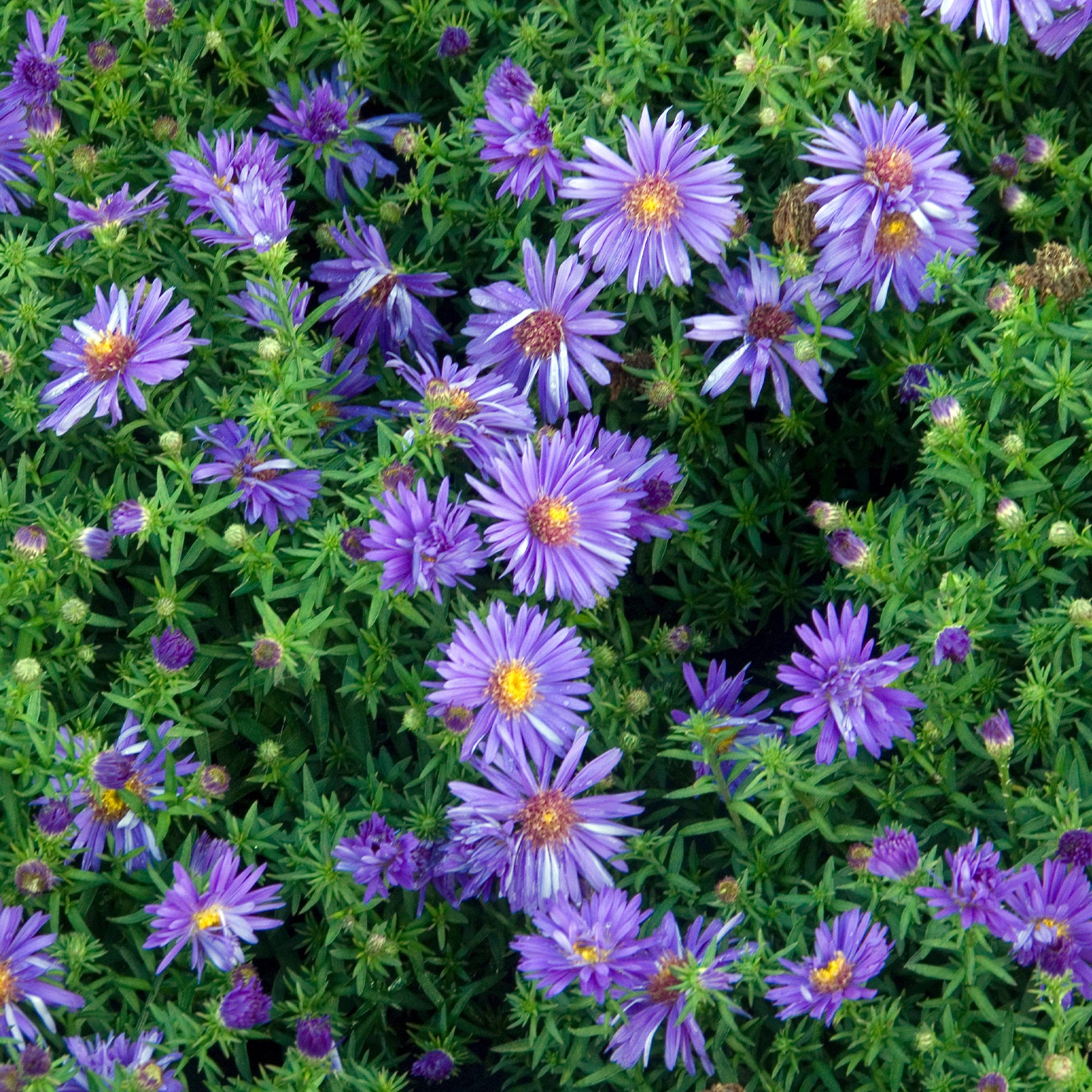 Herfstaster 'Augenweide' - Aster dumosus Augenweide - Willemse