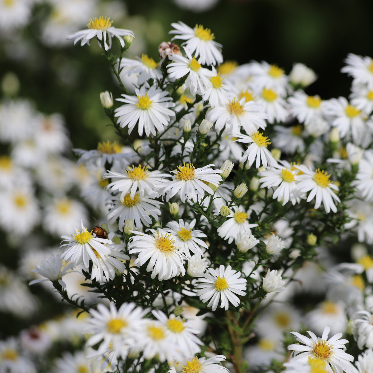 Herfstaster 'Snowsprite' - Aster dumosus schneekissen - Willemse