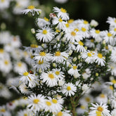 Herfstaster 'Snowsprite' - Aster dumosus schneekissen - Willemse