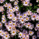 Herfstaster 'Silberblaukissen' - Willemse