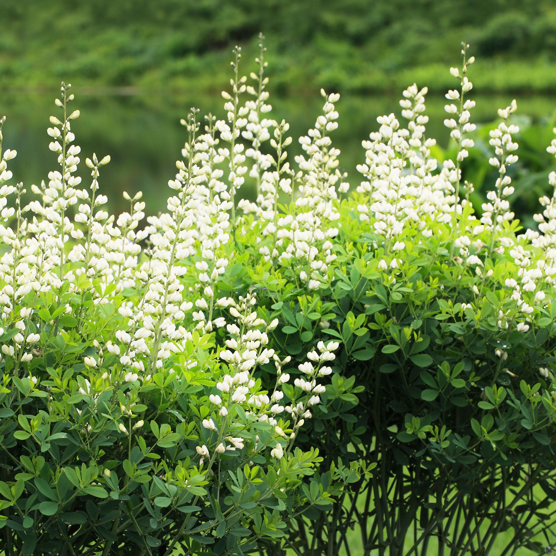 Witte valse indigo - Willemse