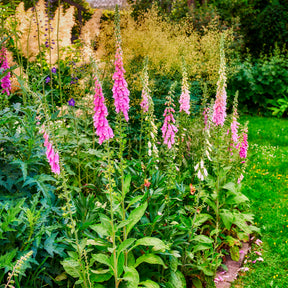Vingerhoedskruid - Digitalis purpurea - Willemse