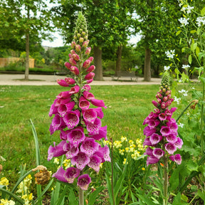 Bijen- en vlinderplanten - Vingerhoedskruid - Digitalis purpurea