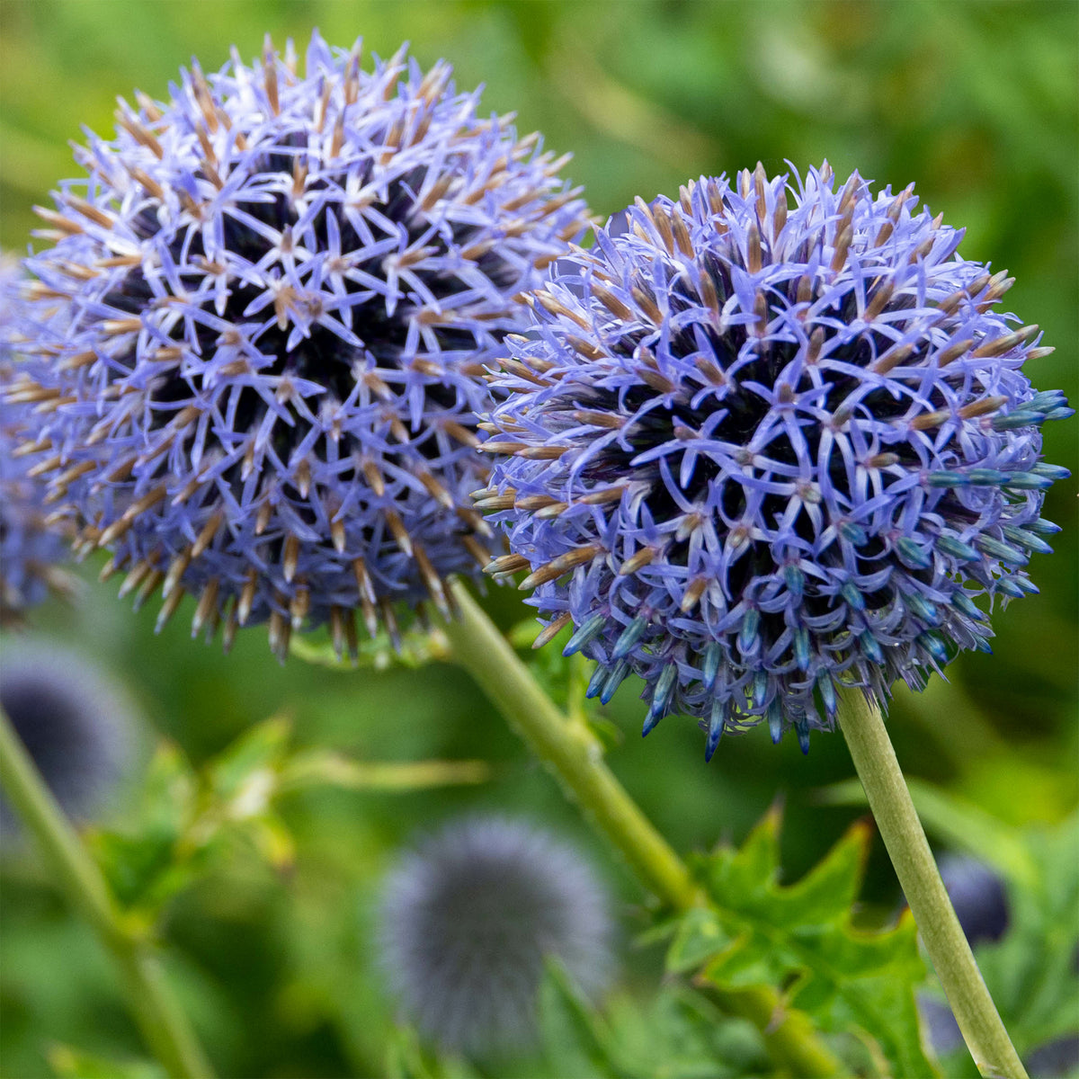 Vaste planten - Kogeldistel 'Blue Globe' - Echinops bannaticus blue globe