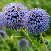 Vaste planten - Kogeldistel 'Blue Globe' - Echinops bannaticus blue globe