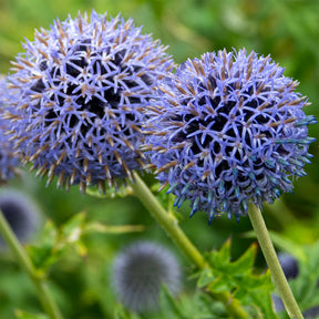 Vaste planten - Kogeldistel 'Blue Globe' - Echinops bannaticus blue globe