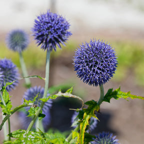 Kogeldistel 'Blue Globe' - Willemse