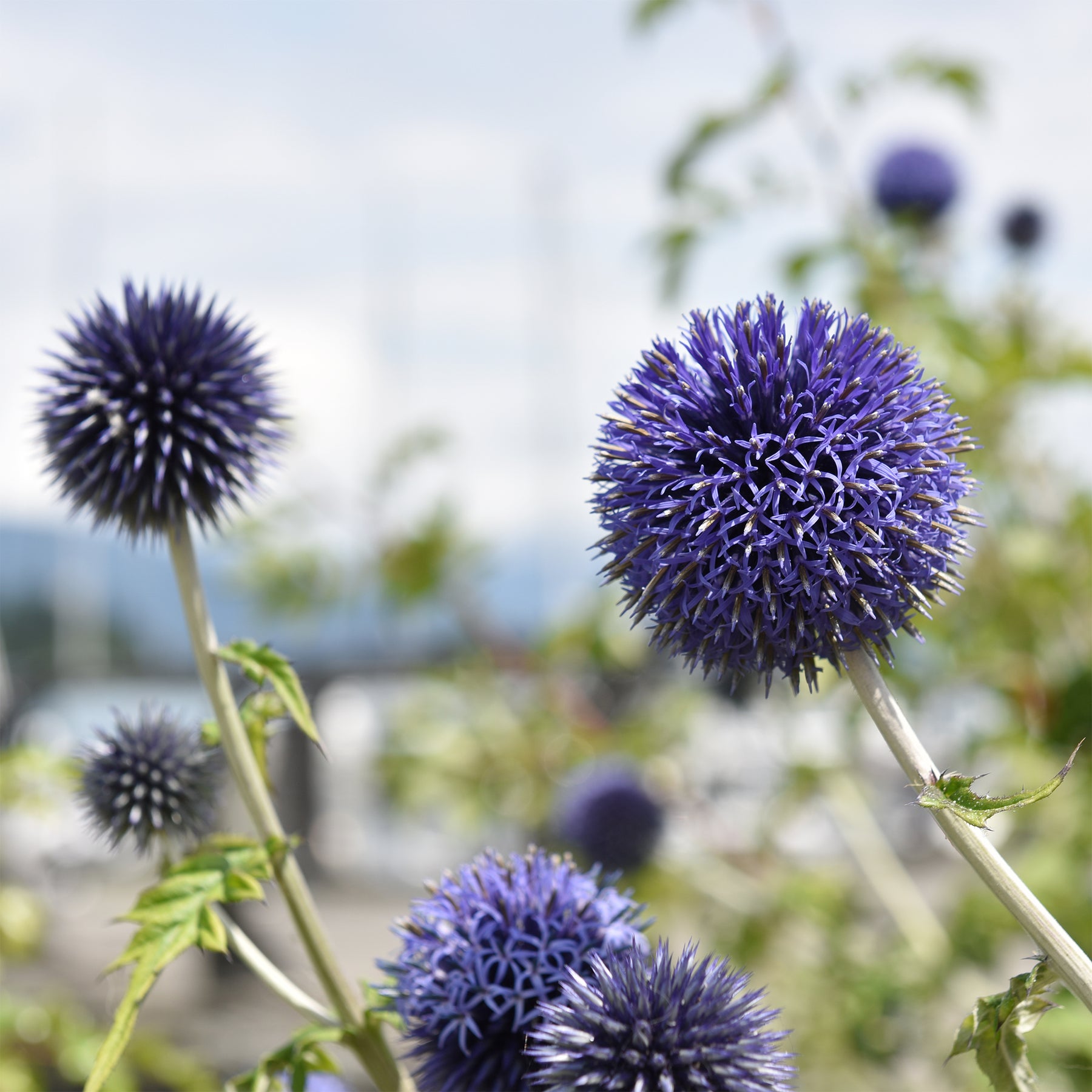 Verkoop Kogeldistel 'Blue Globe' - Echinops bannaticus blue globe