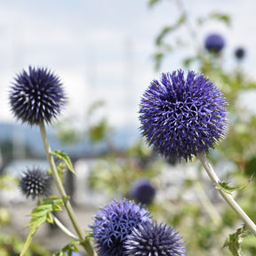 Verkoop Kogeldistel 'Blue Globe' - Echinops bannaticus blue globe