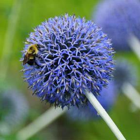 Kogeldistel 'Blue Globe' - Echinops bannaticus blue globe - Willemse