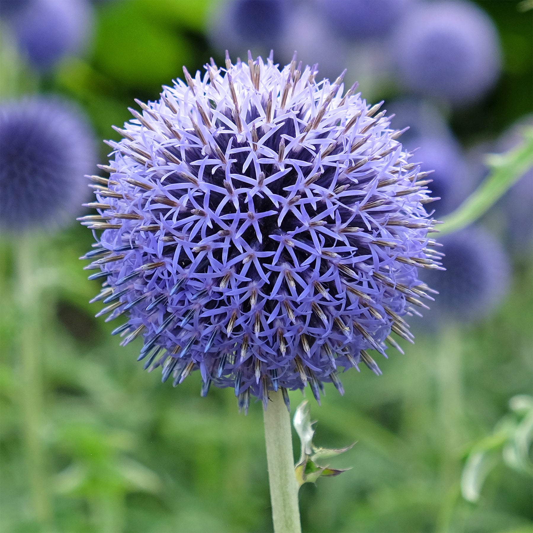Verkoop Kogeldistel 'Blue Globe'