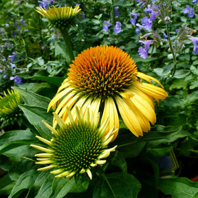Zonnehoed 'Harvest Moon' - Echinacea purpurea Harvest Moon - Willemse