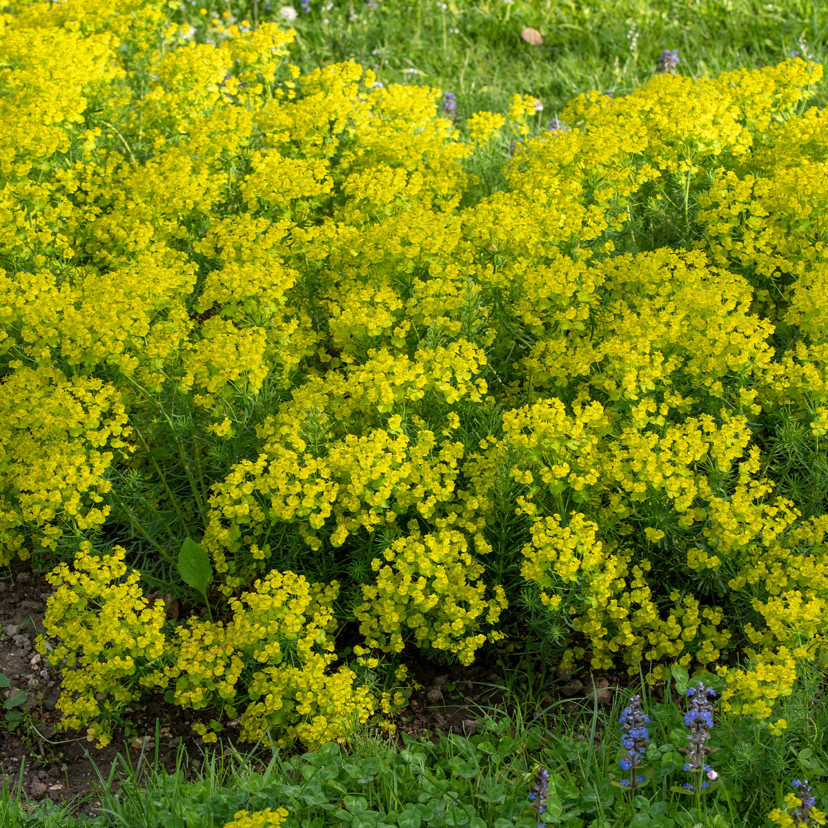 Verkoop Cypreswolfsmelk