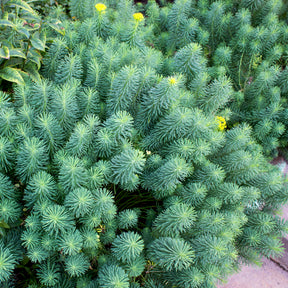 Euphorbia cyparissias - Cypreswolfsmelk - Wolfsmelk