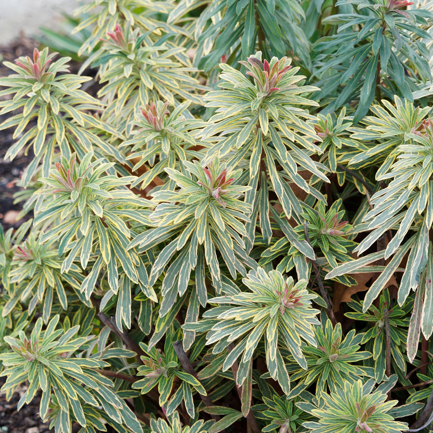 Wolfsmelk - Euphorbia 'Ascot Rainbow' / Wolfsmelk - Euphorbia ascot rainbow