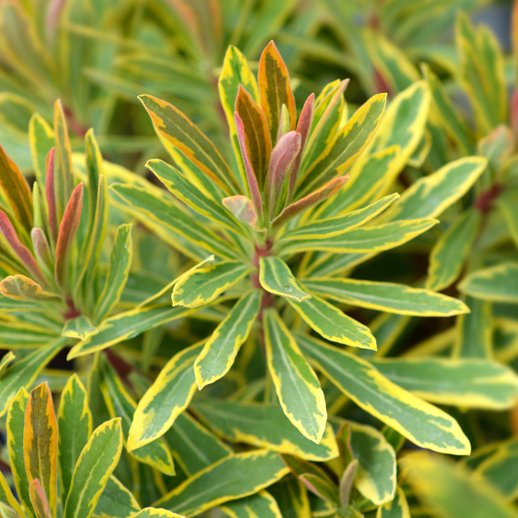 Euphorbia 'Ascot Rainbow' / Wolfsmelk - Willemse