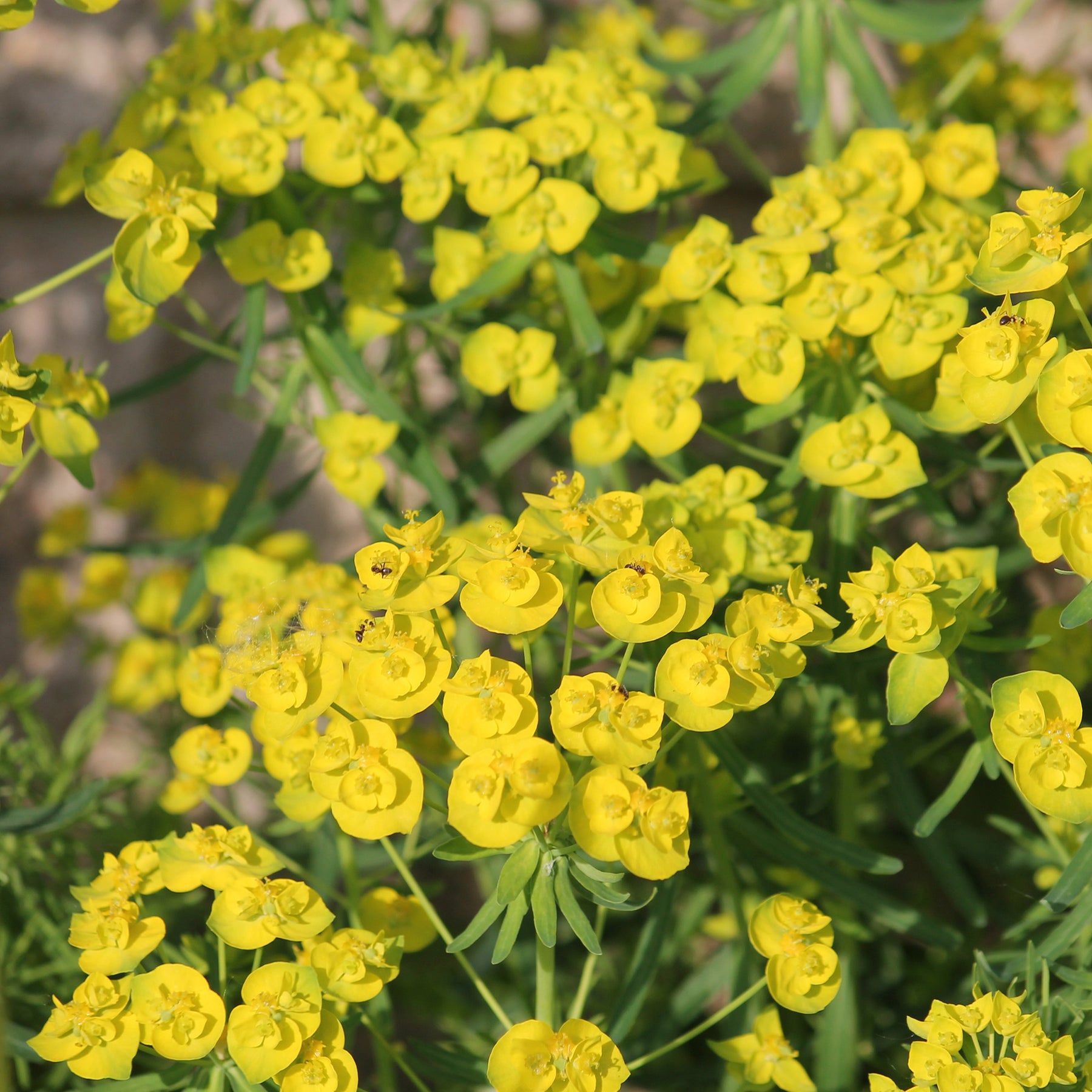 Wolfsmelk Betten - Euphorbia waldsteinii betten - Willemse