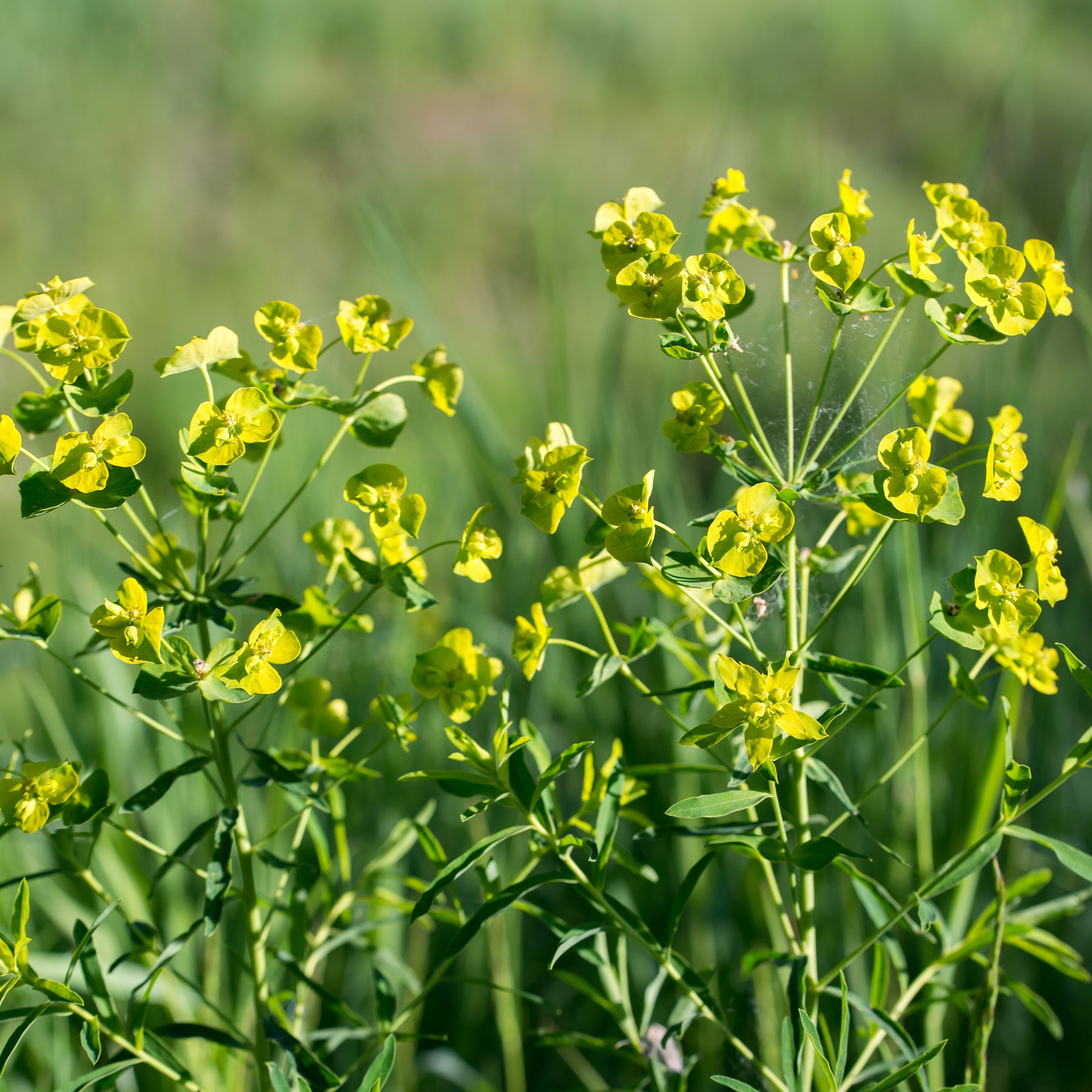 Euphorbia waldsteinii betten - Wolfsmelk Betten - Wolfsmelk