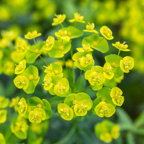 Wolfsmelk Betten - Willemse