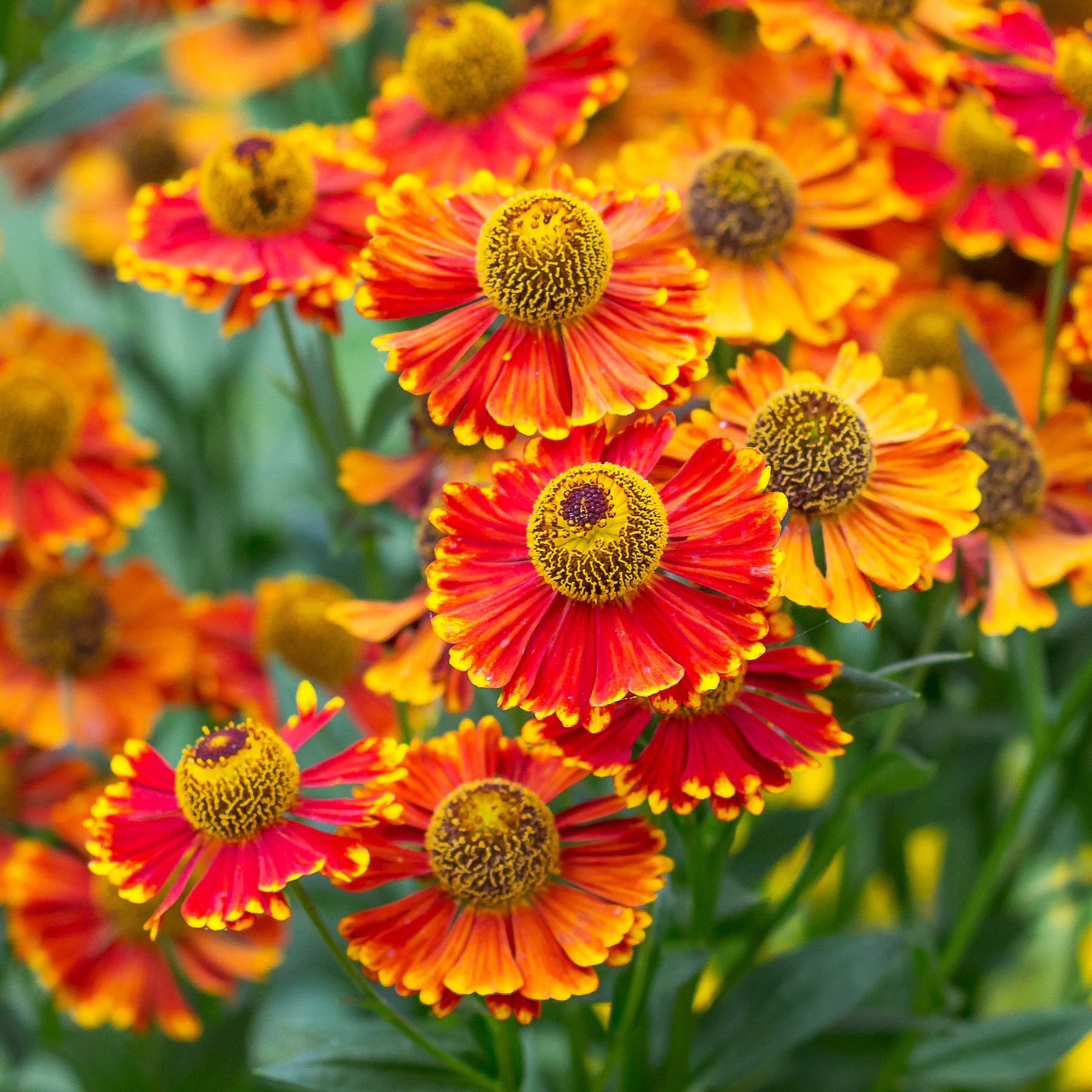 Helenium 'Poncho' / Zonnekruid - Helenium poncho - Willemse
