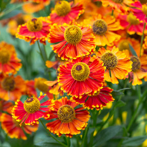 Helenium 'Poncho' / Zonnekruid - Helenium poncho - Willemse