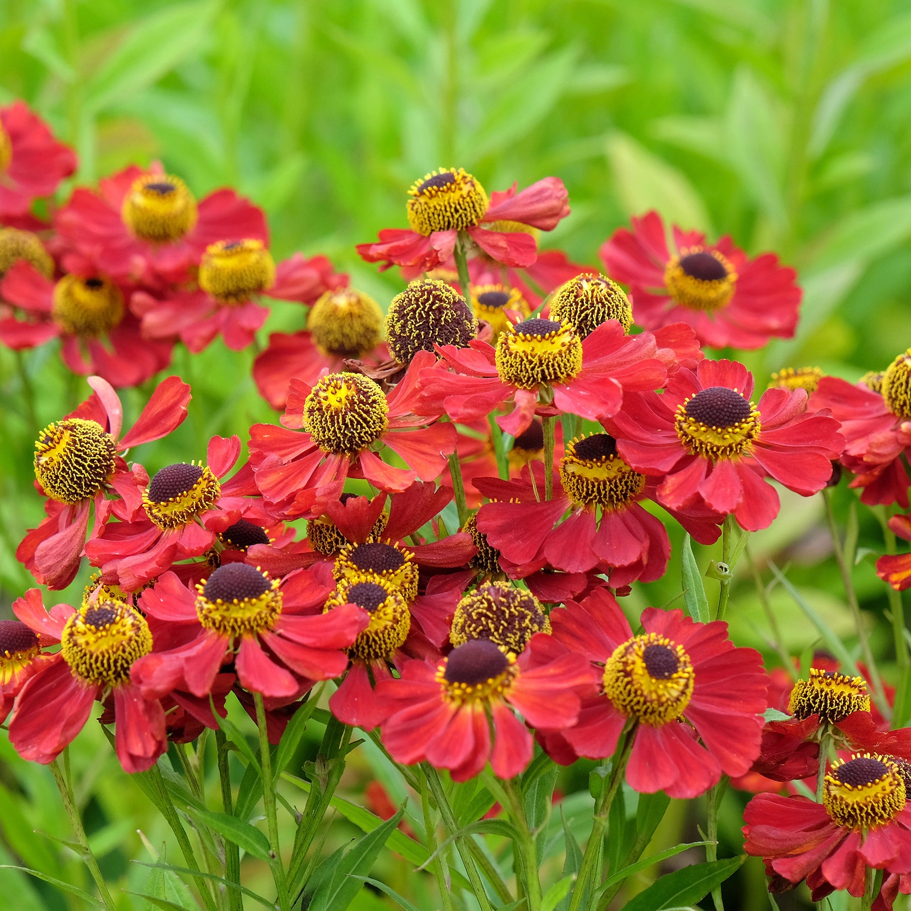 Helenium 'Red Jewel' / Zonnekruid - Willemse