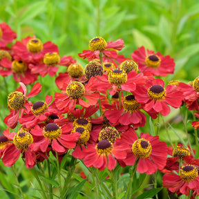 Helenium 'Red Jewel' / Zonnekruid - Willemse