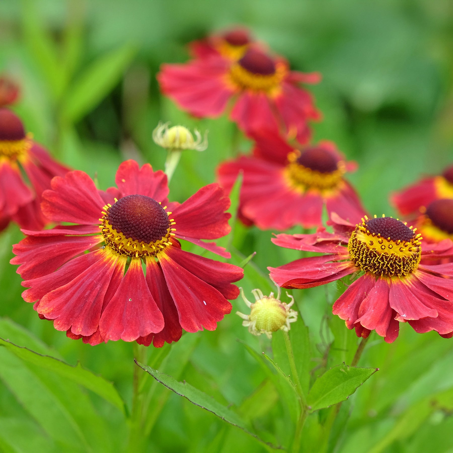 Helenium 'Red Jewel' / Zonnekruid - Helenium red jewel - Willemse
